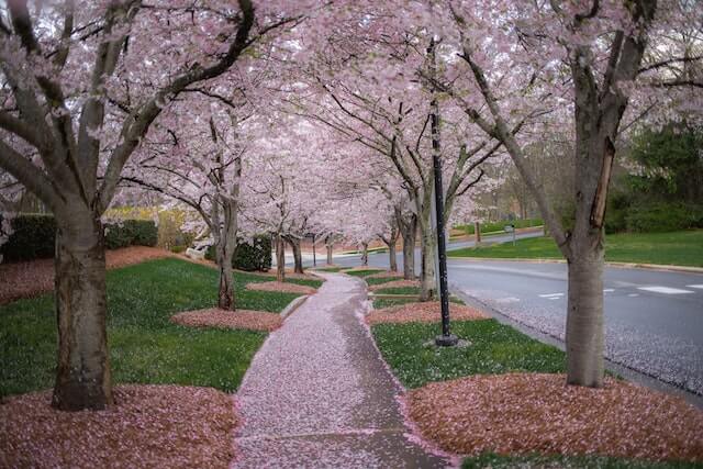 wabi-sabi-cherry-tree