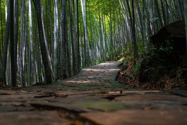 bamboo-forest-Next-Level