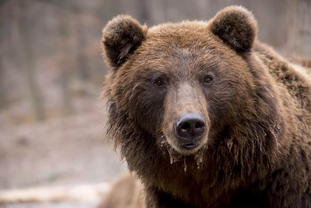 Emotional-Resilience-Brown-Bear