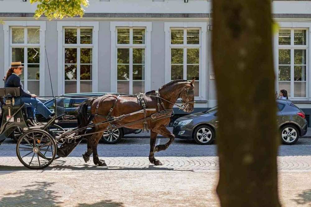 Horse-Carriage-On-Road