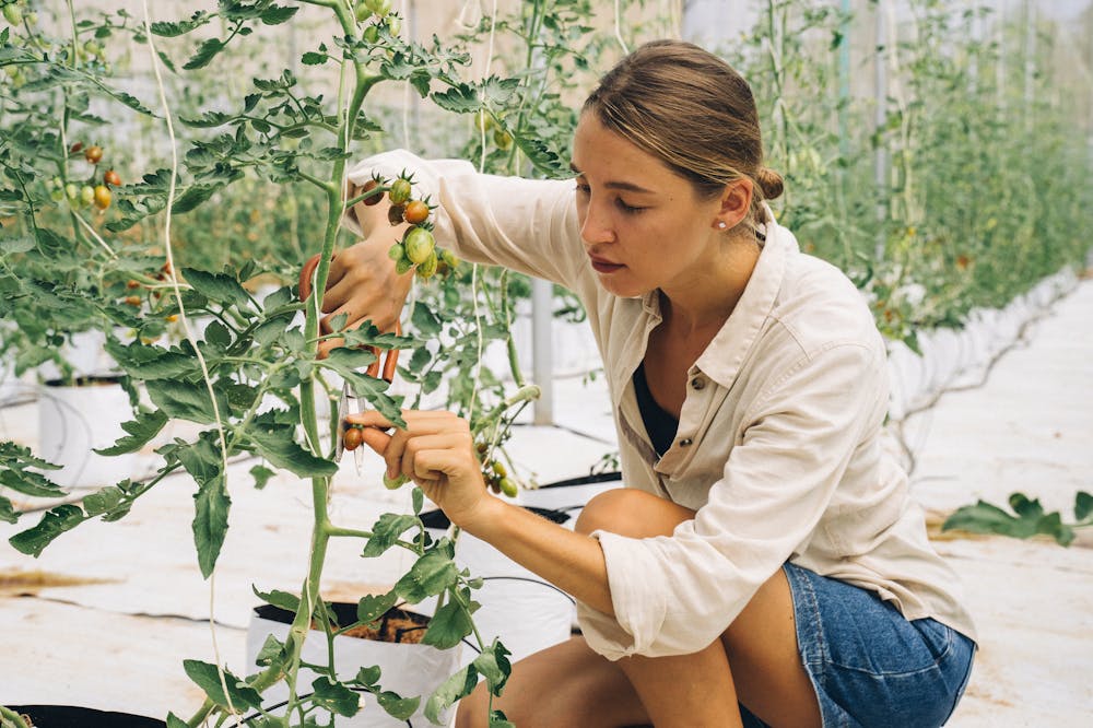 Zen-Woman-pruning-tomato-plant