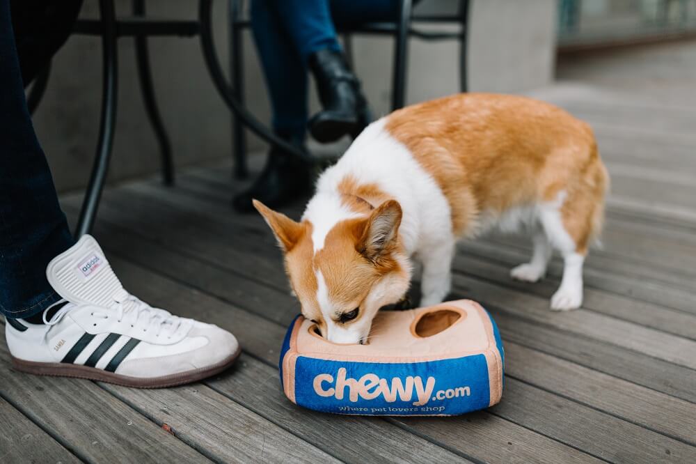 Activate-positive-emotions-pavlov-dogs