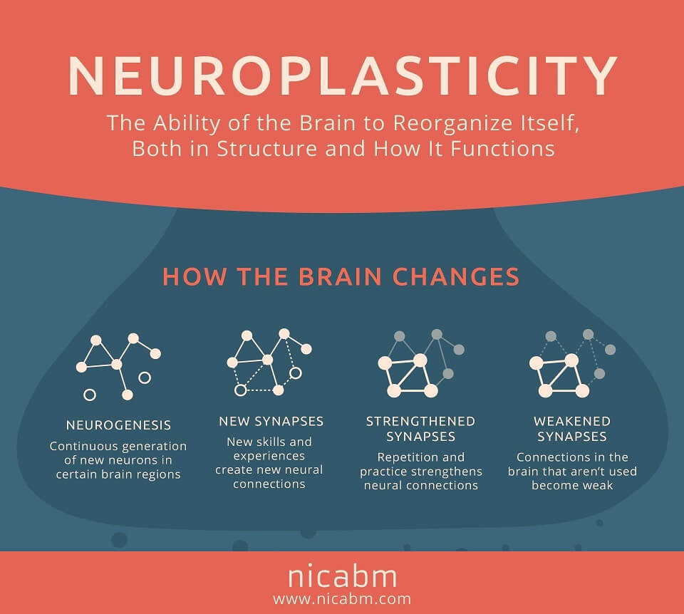 Neuroplasticity-Infographic