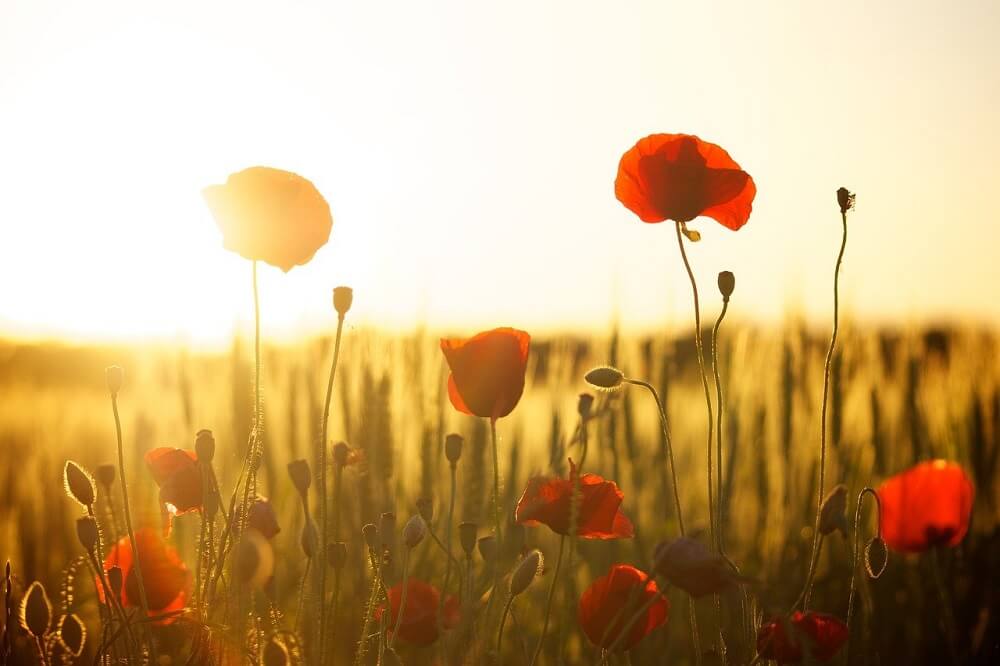 nature-flowers-seize-the-day