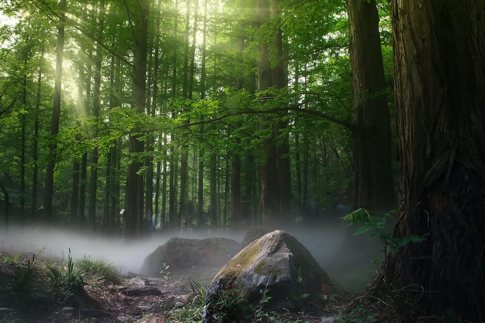 How The Magic Of Forest Bathing Improves Your Mind & Wellbeing 3 Forest-bathing-Trees-at-Daytime